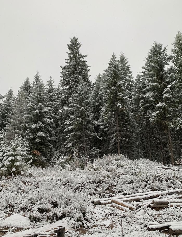 snow in montana logs conifers