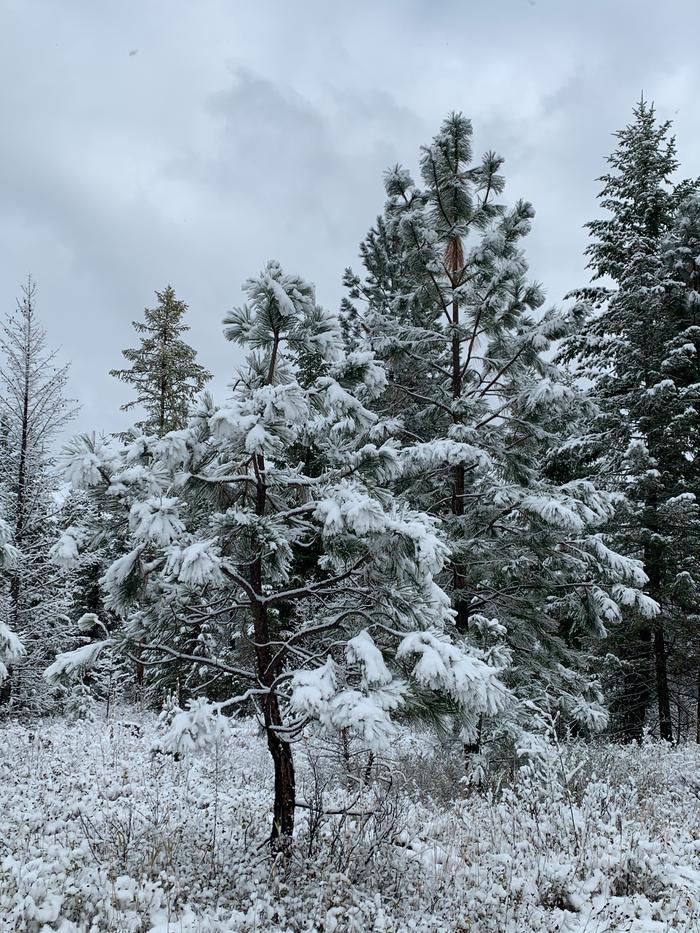 We got some lovely snow last night