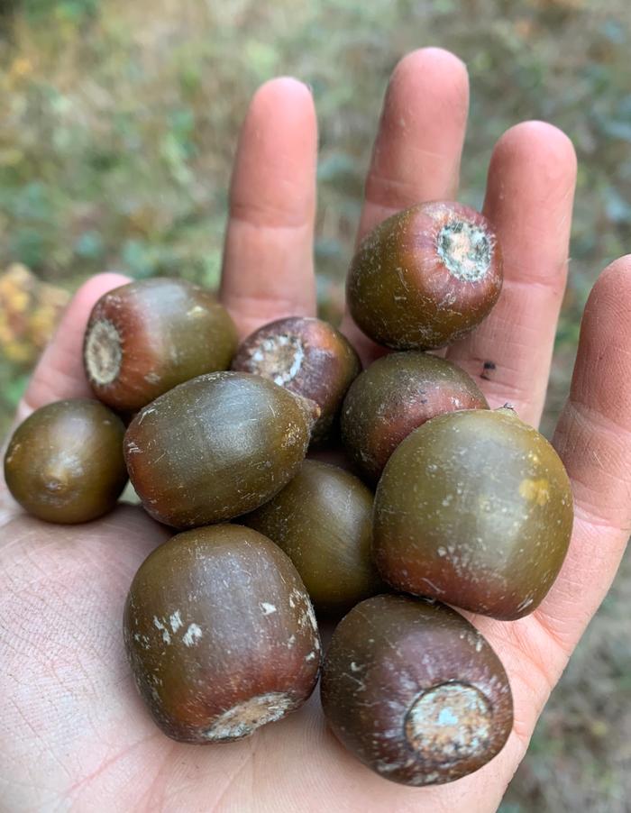 acorns