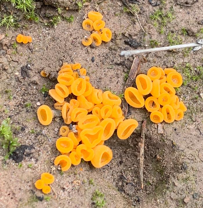 Cool cup fungi on Fred&rsquo;s berm