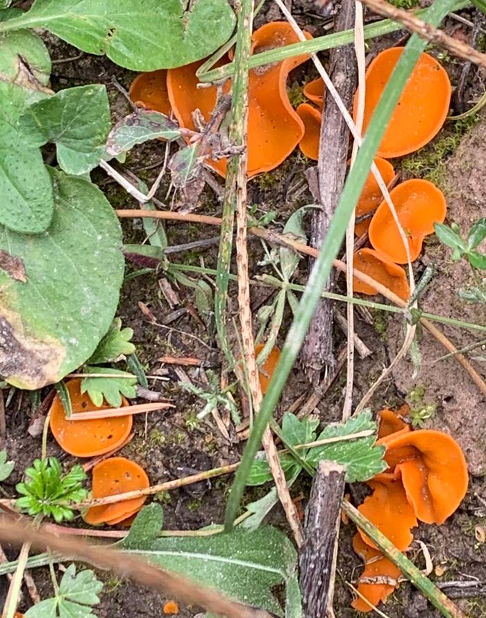 Orange fungi