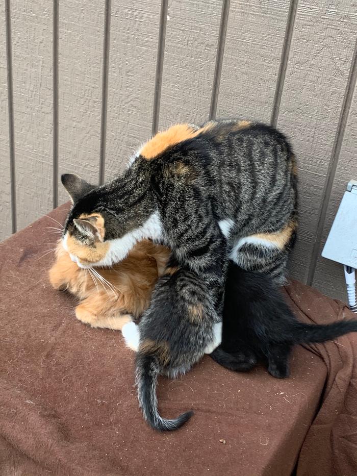 Gert with her kittens