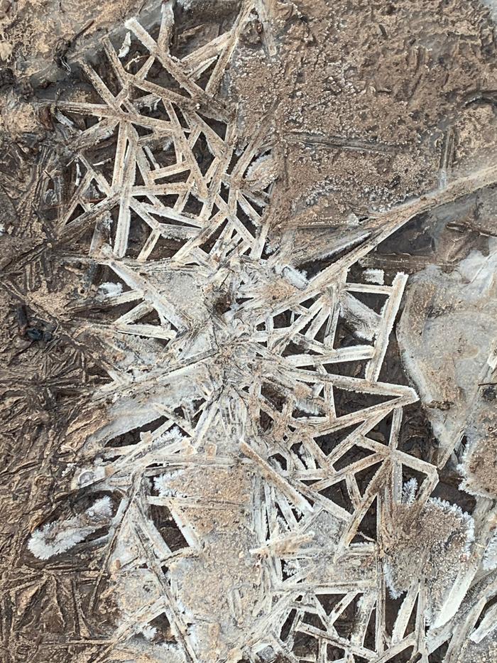 Cool mud puddle ice crystals