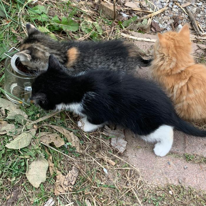 Kittens think my tea leaves are food