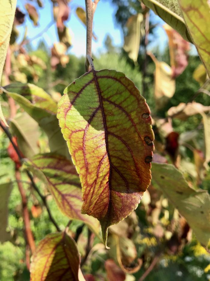 Apple tree leaves Turing red and then brown      apples forum permies 