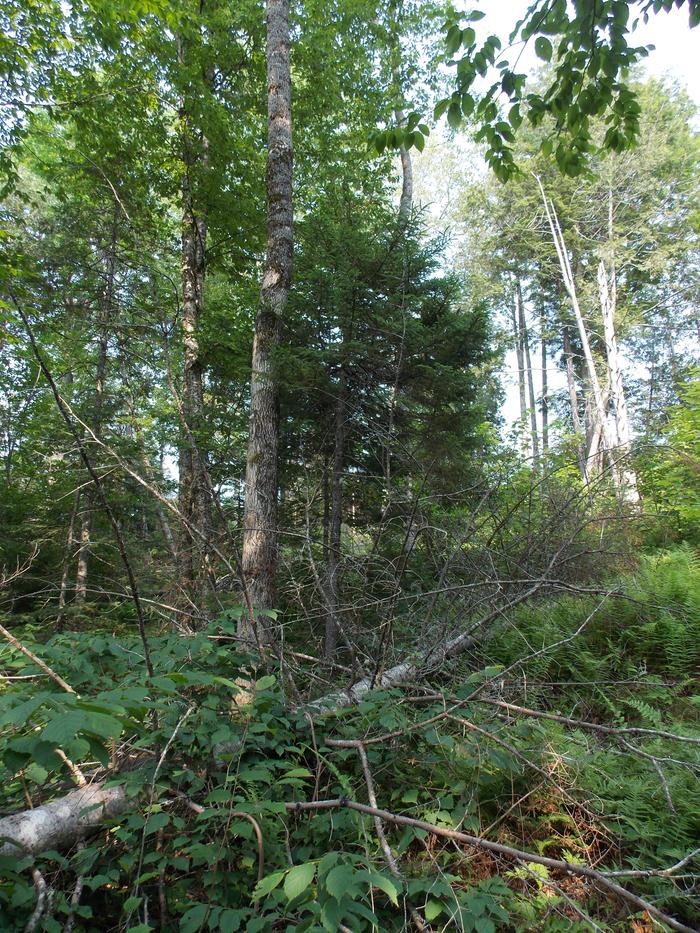 [Thumbnail for DSCN0688.JPG]