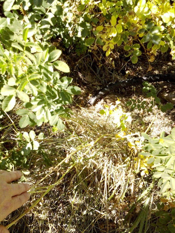 [Thumbnail for IMG_20190816_133023.jpg]