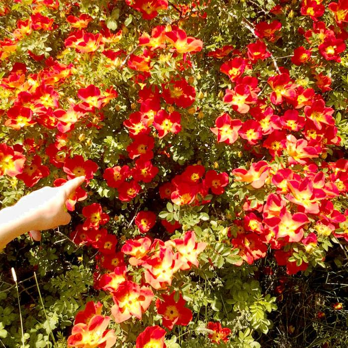 [Thumbnail for ig1.jpg]