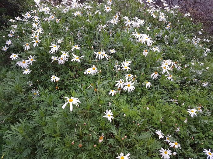 The daisy sheltering the mandarin.