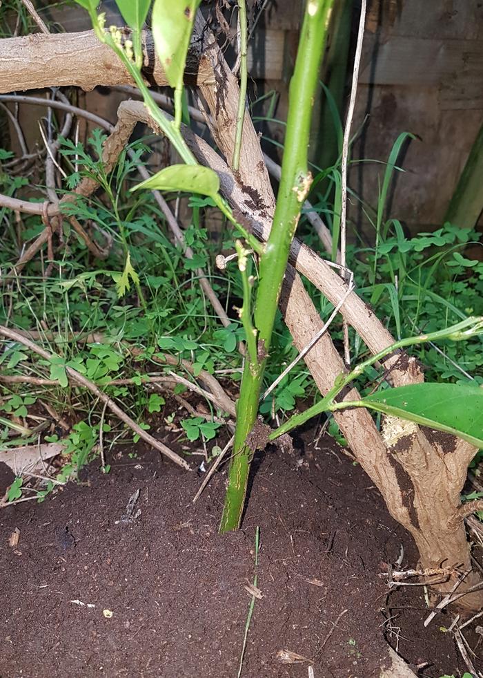 Soil mounded above graft.