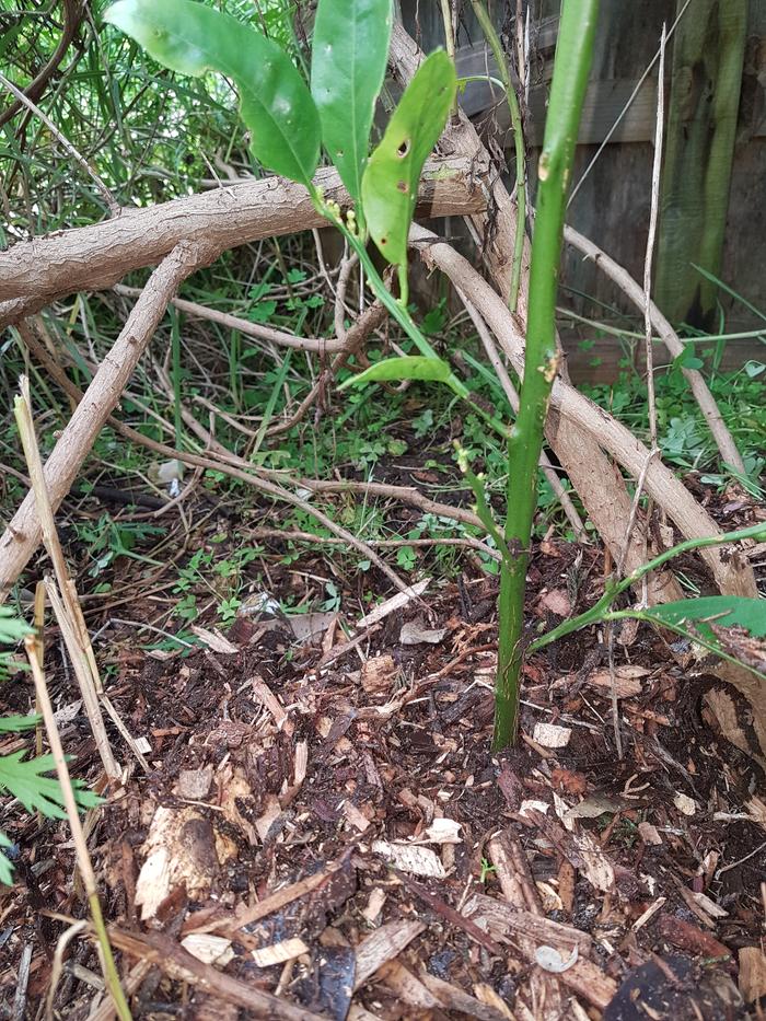 Woodchip mulch.