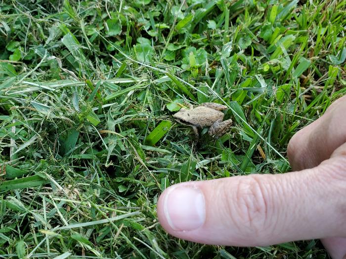 Tiny frog