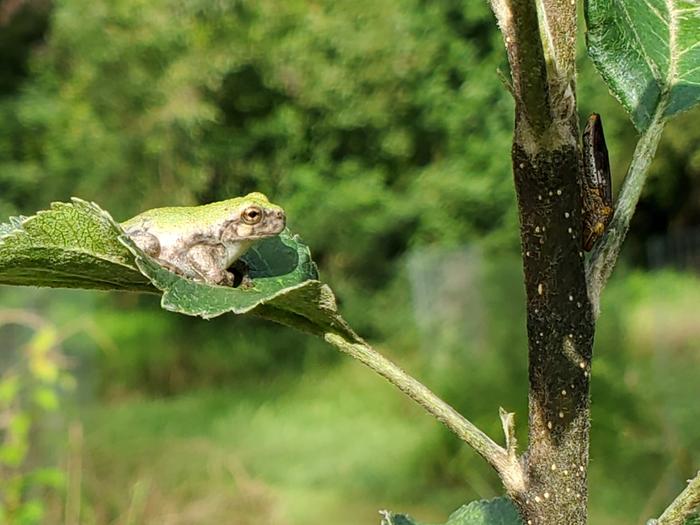 Green frog on an apple leaf looking at a bug