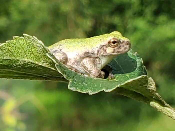 Green frog on apple leaf