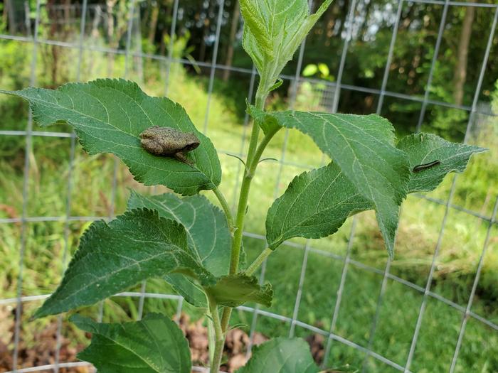 Brown frog on apple leaf looking at a bug