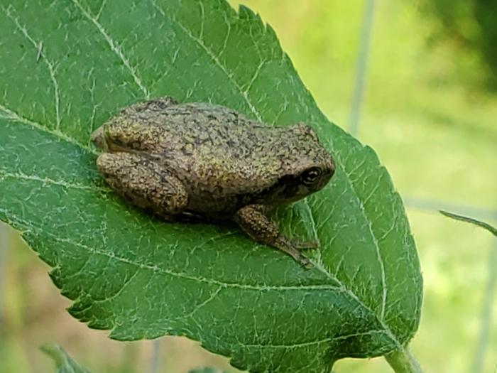 Brown frog on apple leaf