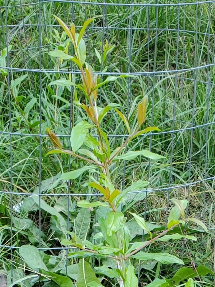 New fast growing main shoot of the pomegranate