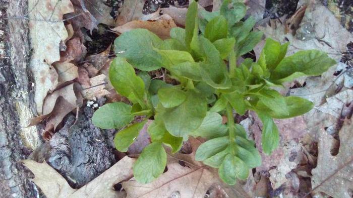 unknown in early spring