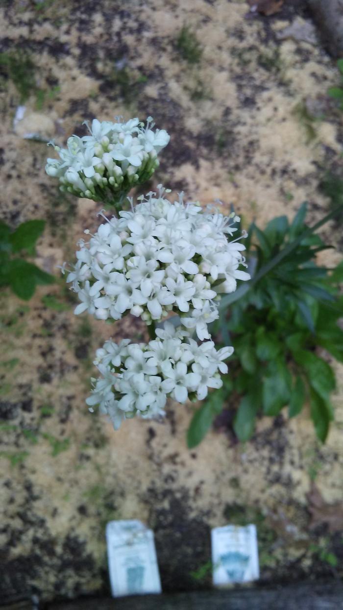 in flower in the summer