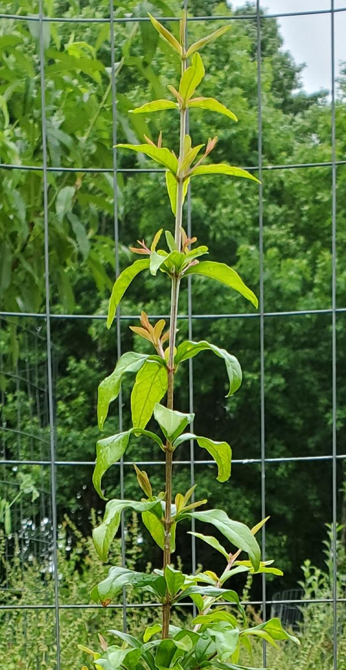 Lots of healthy new shoots!