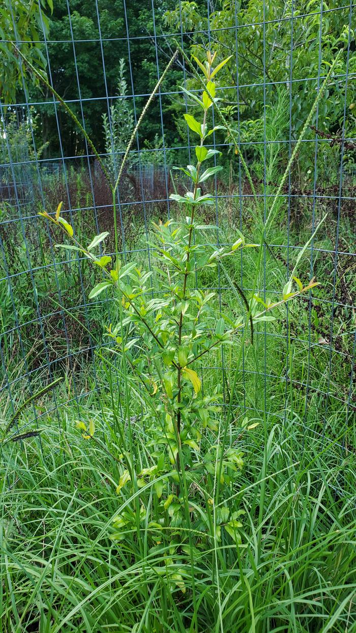 pomegranates growing quickly