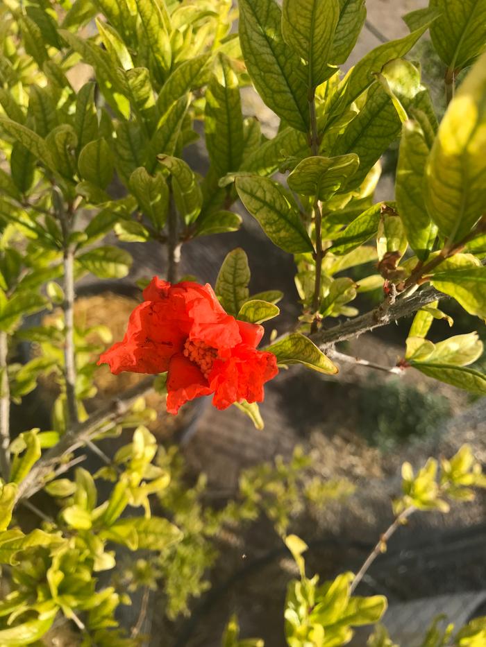 pomegranate flower