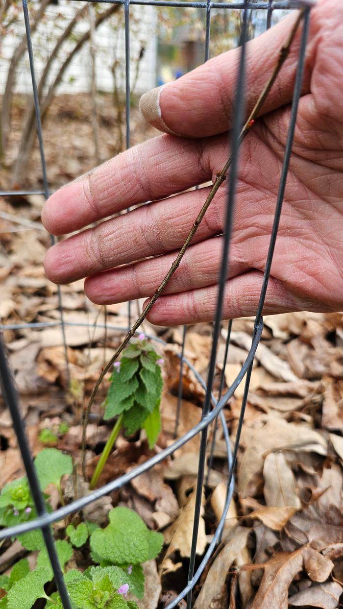 Pomegranate Seedling 2