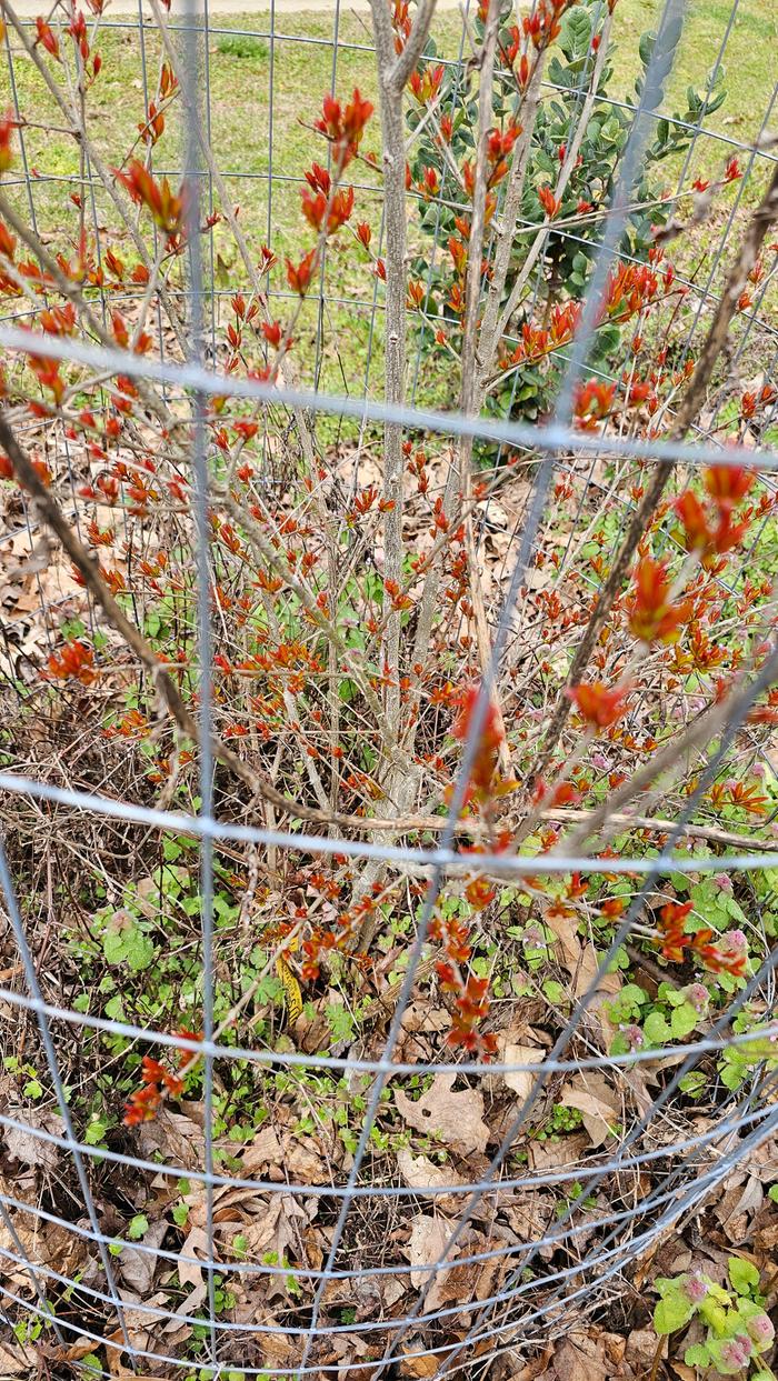 Named Variety Pomegranate