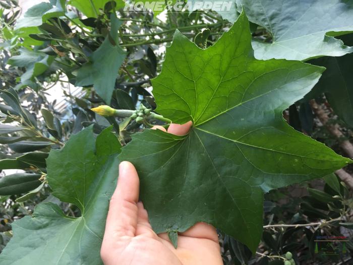 luffa leaf