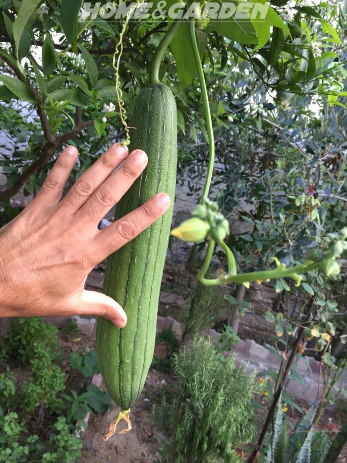 luffa sponge