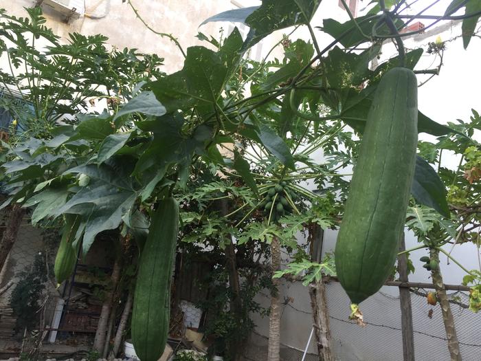 luffa