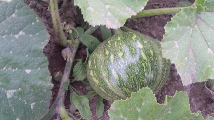 [Thumbnail for 20190824_083726.jpg]