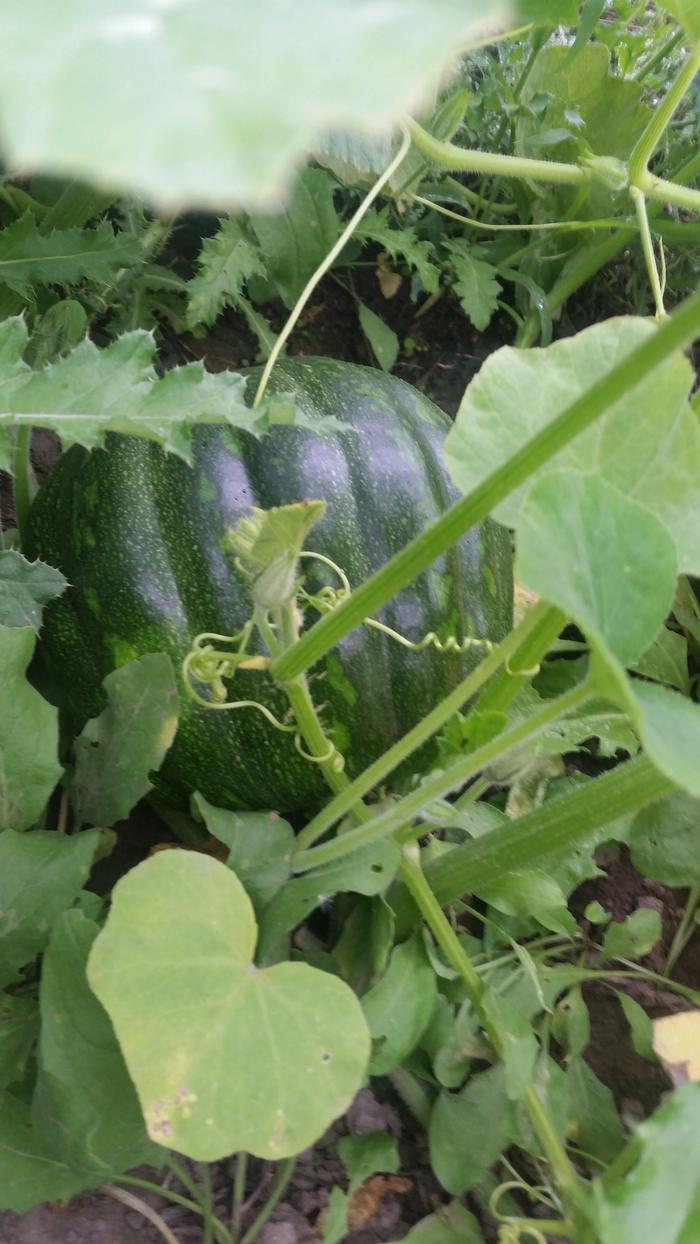 [Thumbnail for 20190824_083838.jpg]