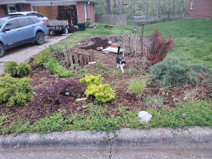 food-forest-garden-kerbside-cat