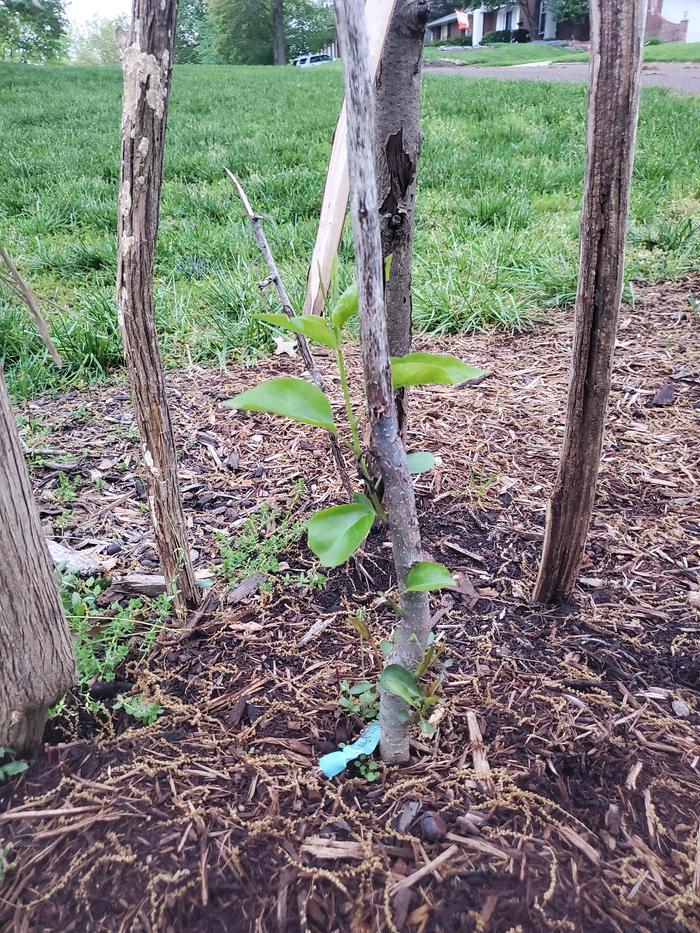 hosai-pear-deer-damaged-resprouting
