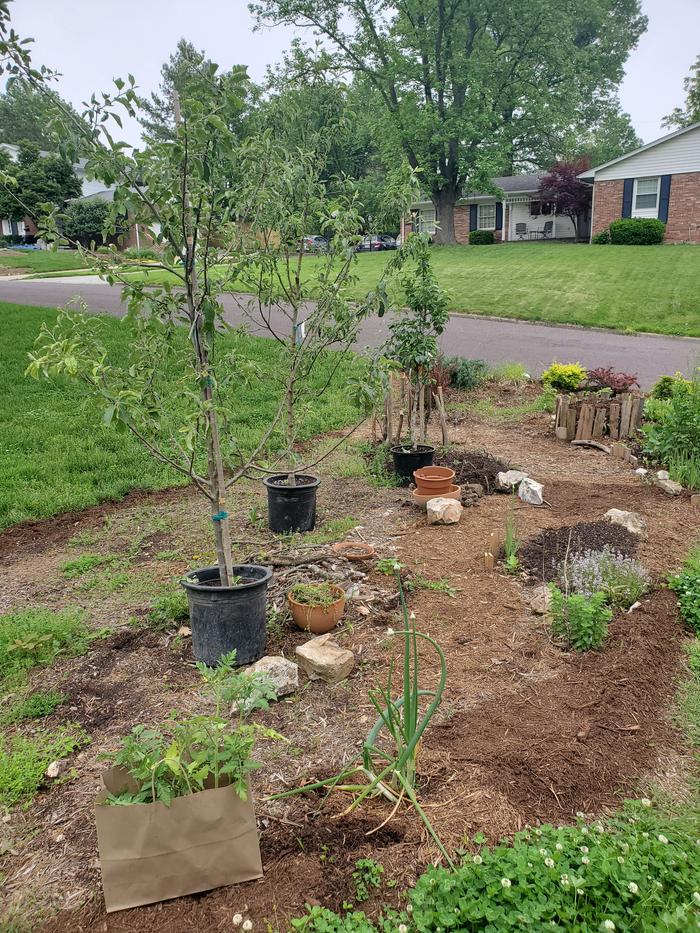 food-forest-garden-kerbside-new-trees
