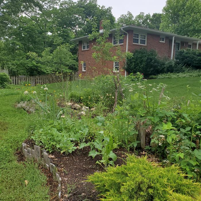 food-forest-garden-kerbside