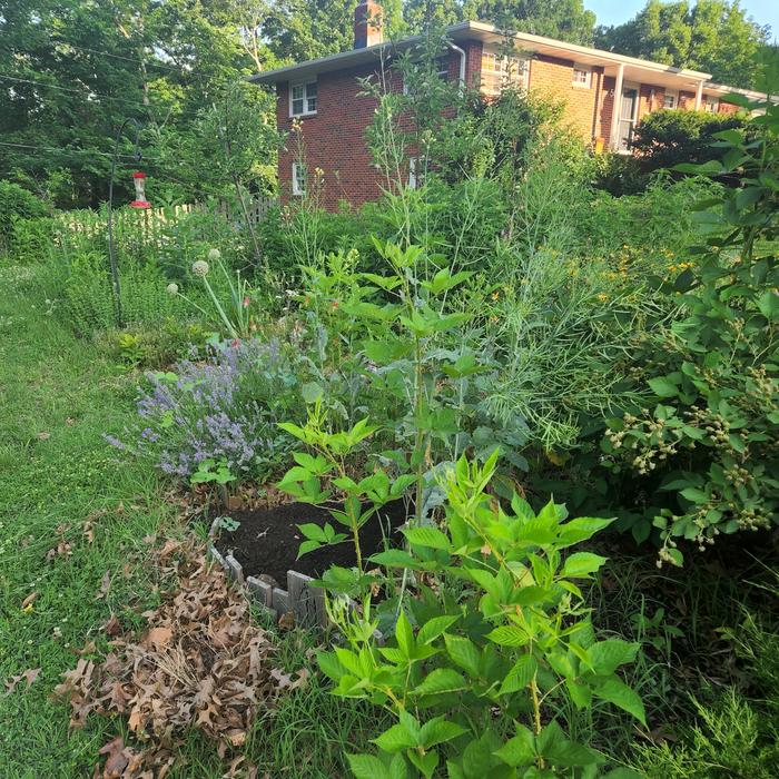 food-forest-garden-kerbside-before-after