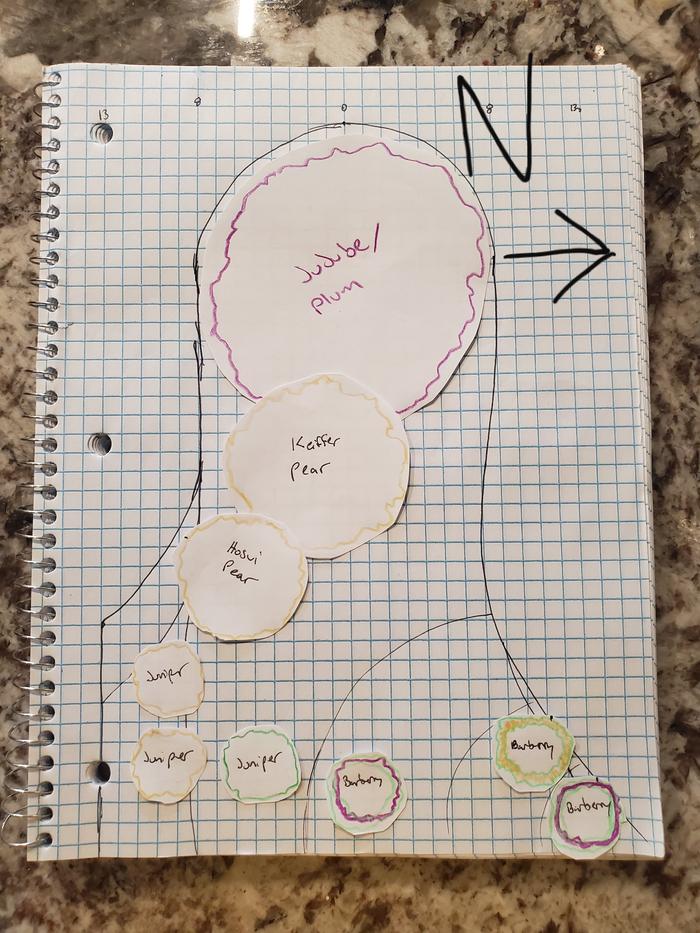 food-forest-planning-scale-paper-plan-planting