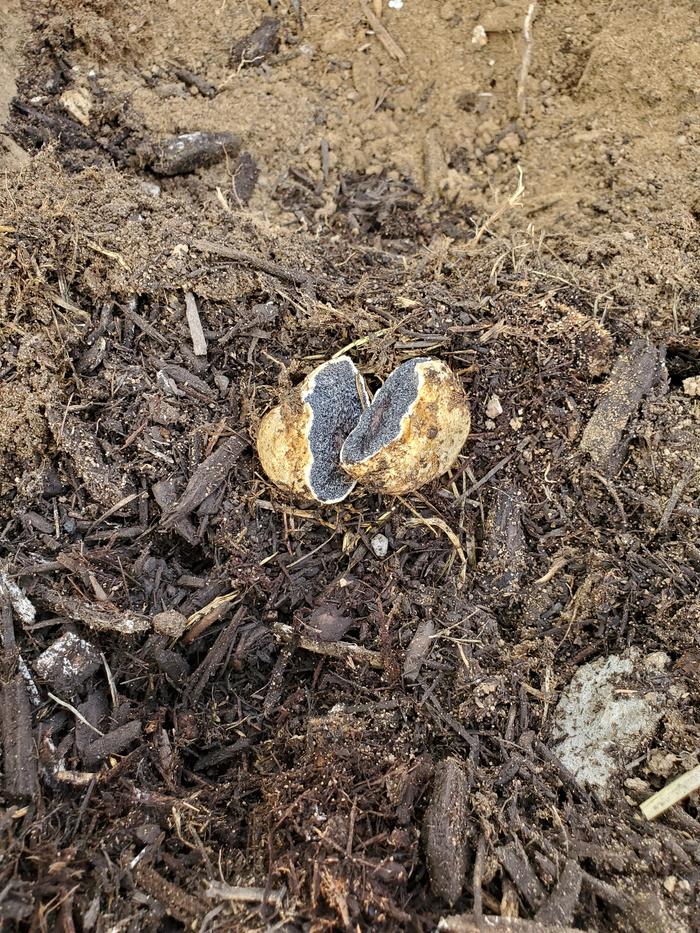 fungi-unidentified-wood-mulch