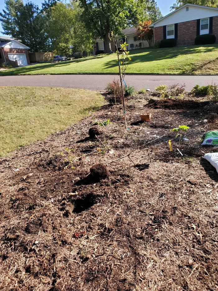 deer-damage-newly-planted-trees