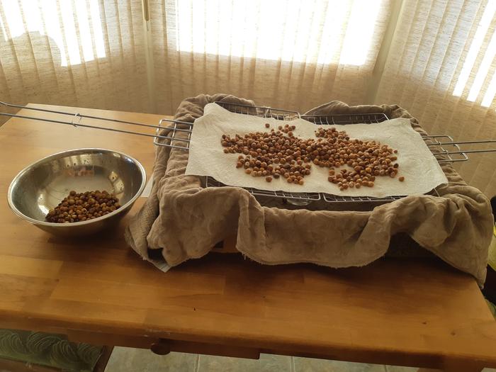 I had enough nuts that were potentially edible from the 6 gallons that I needed to set up 2 drying stations to air them out