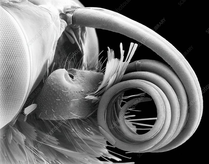 [Thumbnail for C0370678-Butterfly_eye_and_proboscis-_SEM.jpg]