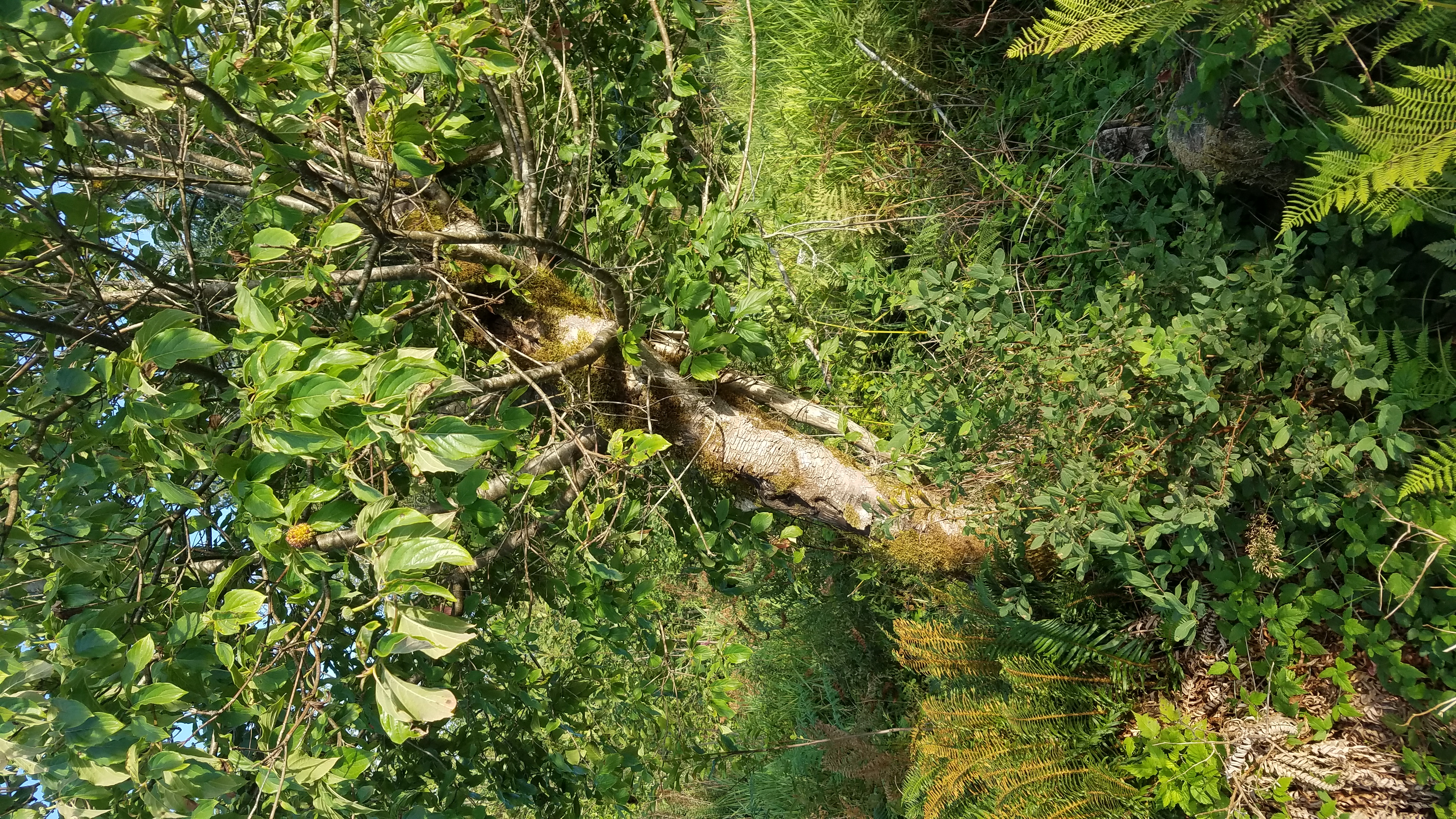 pacific northwest trees