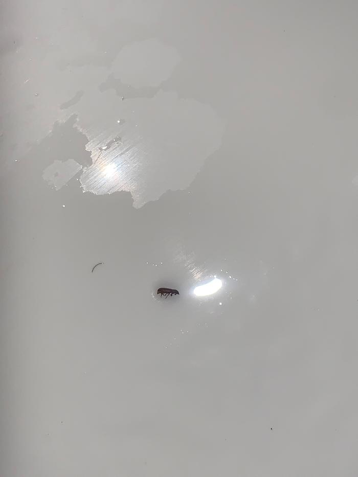 Is this a flea?