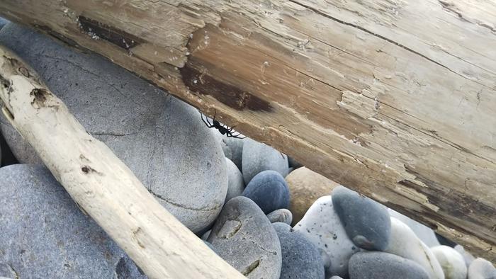 Spider at the beach