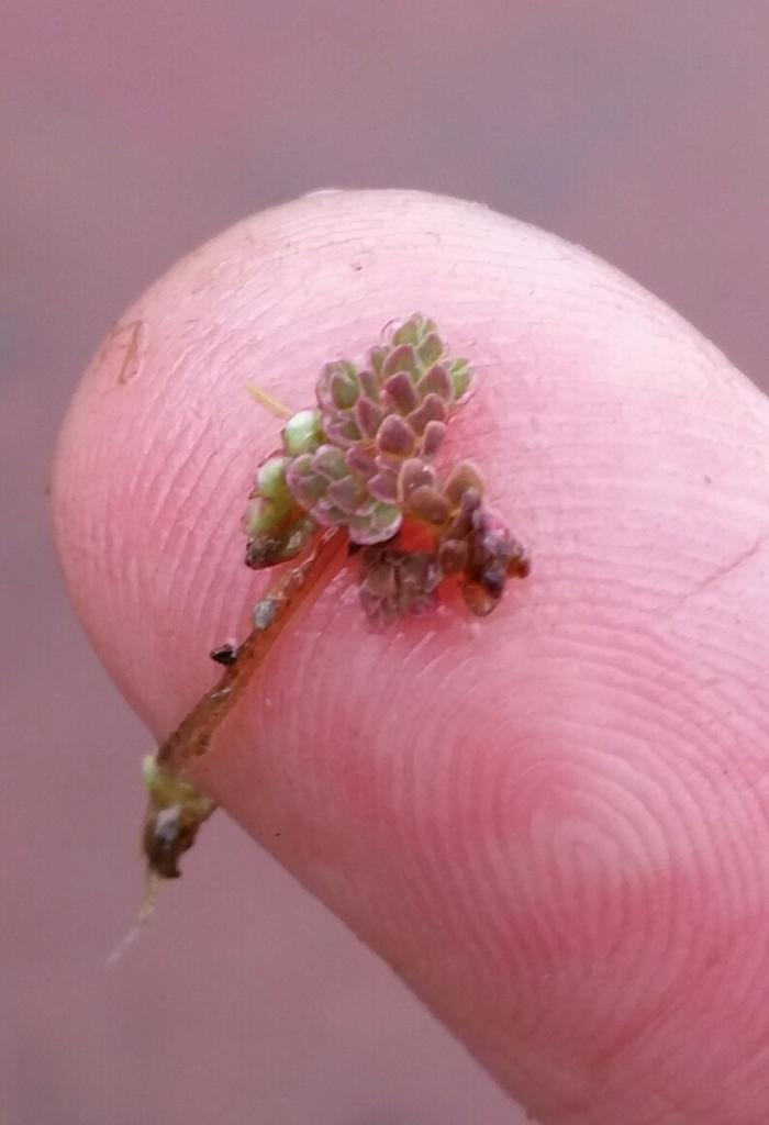 azolla