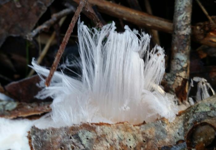 frost flower 1