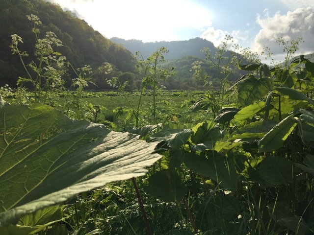 🌞Hokkaido🌞