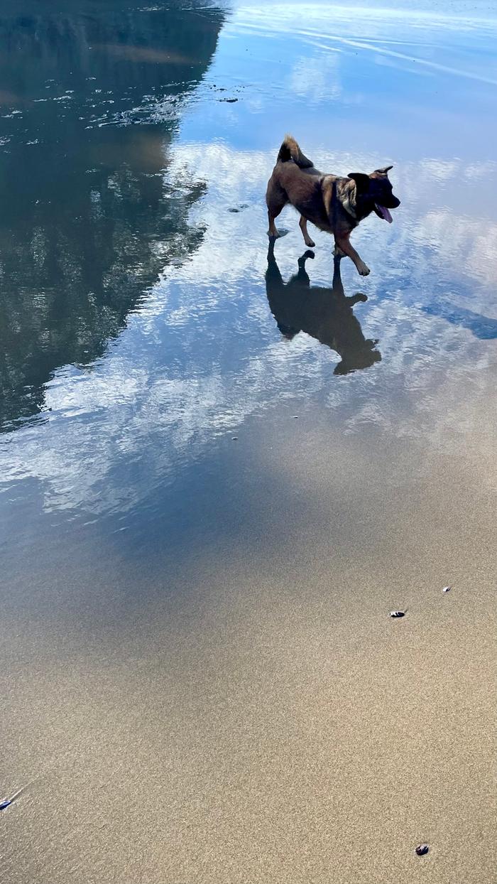 Dog on the Beach